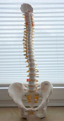Therapieangebot Physiotherapie Dortmund Wirbelsäule